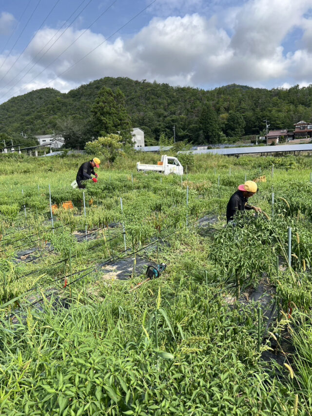 八本松唐辛子圃場
