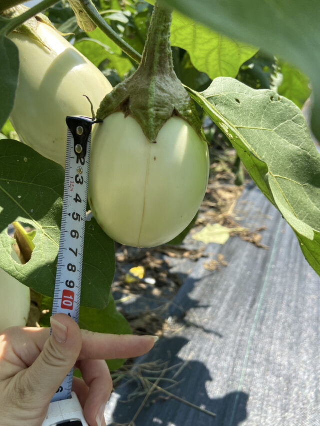 茨城白茄子圃場