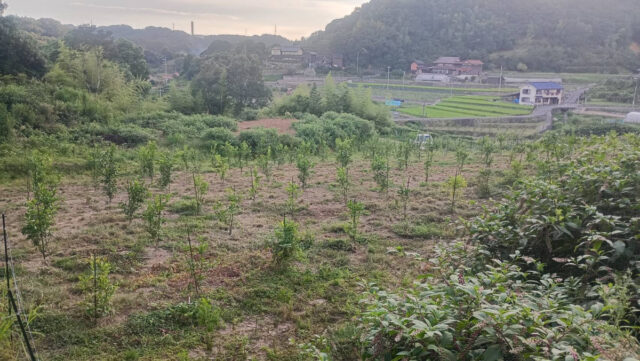 東吉名圃場