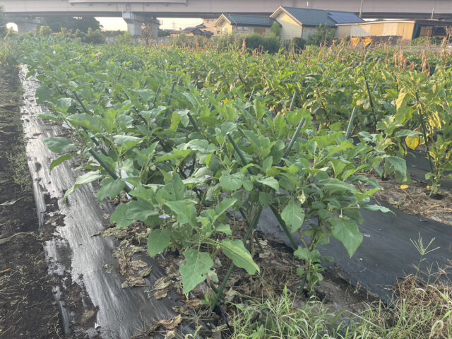 茨城白茄子圃場