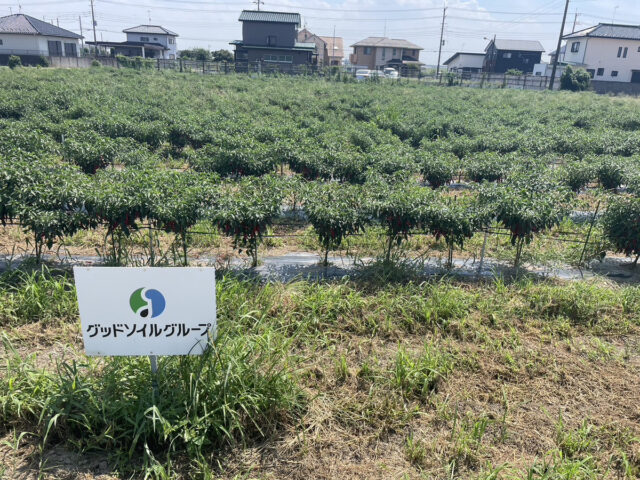 茨城圃場
