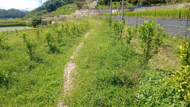 奥吉名圃場
