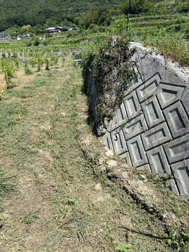 吉名圃場