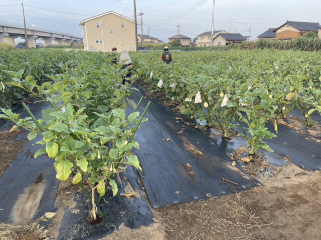 茨城白茄子圃場
