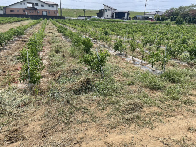 茨城圃場