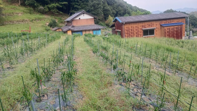 八本松唐辛子圃場