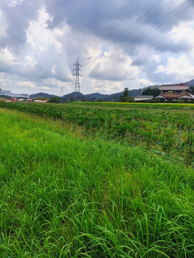 茨城白茄子圃場