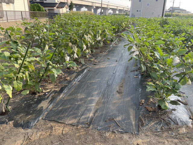 茨城圃場