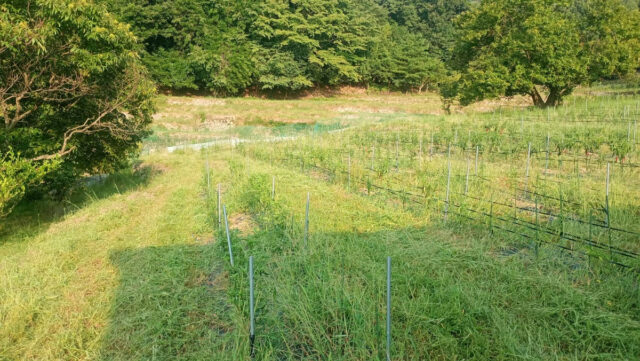 奥吉名圃場
