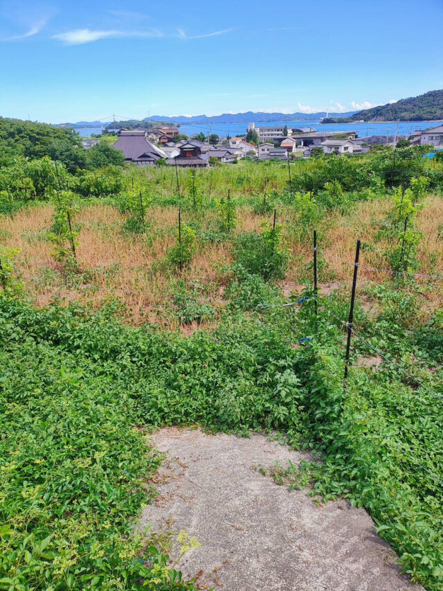八本松唐辛子圃場