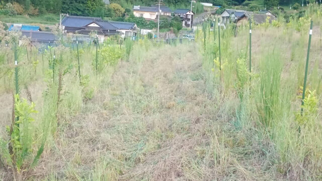 吉名圃場