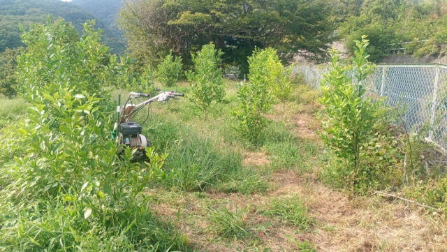 茨城圃場
