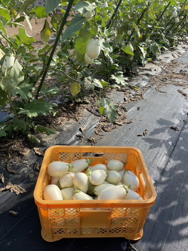 茨城白茄子圃場