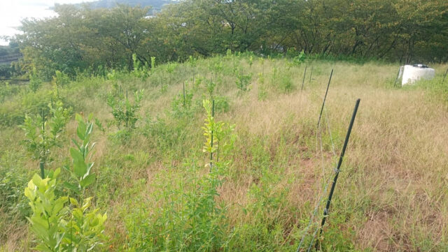 赤崎半島じゃがいも圃場