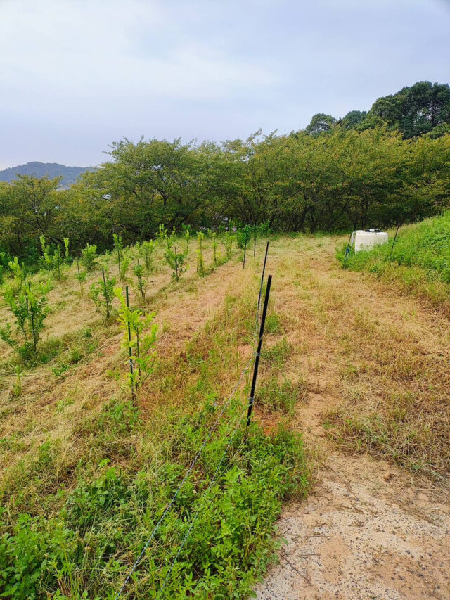 小松原圃場
