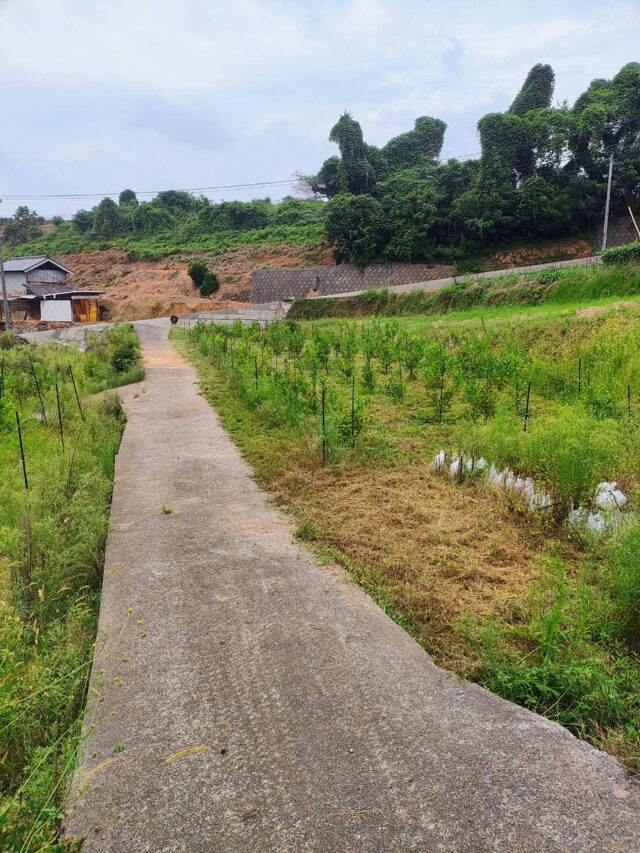 赤崎圃場