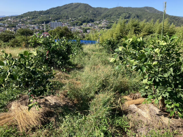 茨城圃場