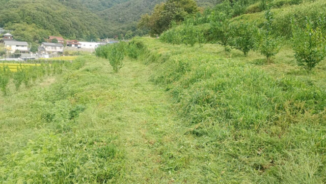 茨城圃場