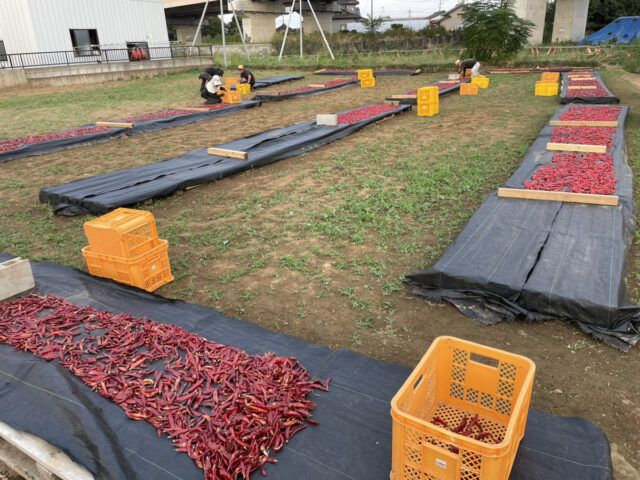 茨城圃場