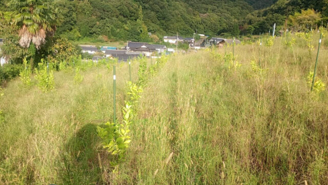 吉名圃場