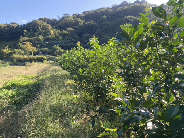 江田島圃場