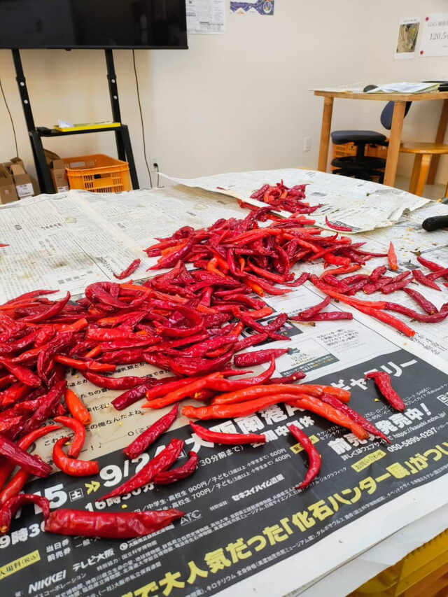 唐辛子の選別（広島事務所倉庫）