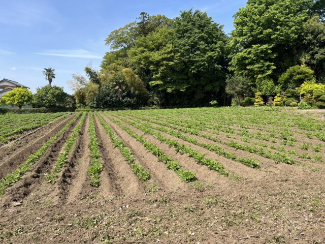 五霞第1圃場・第2圃場